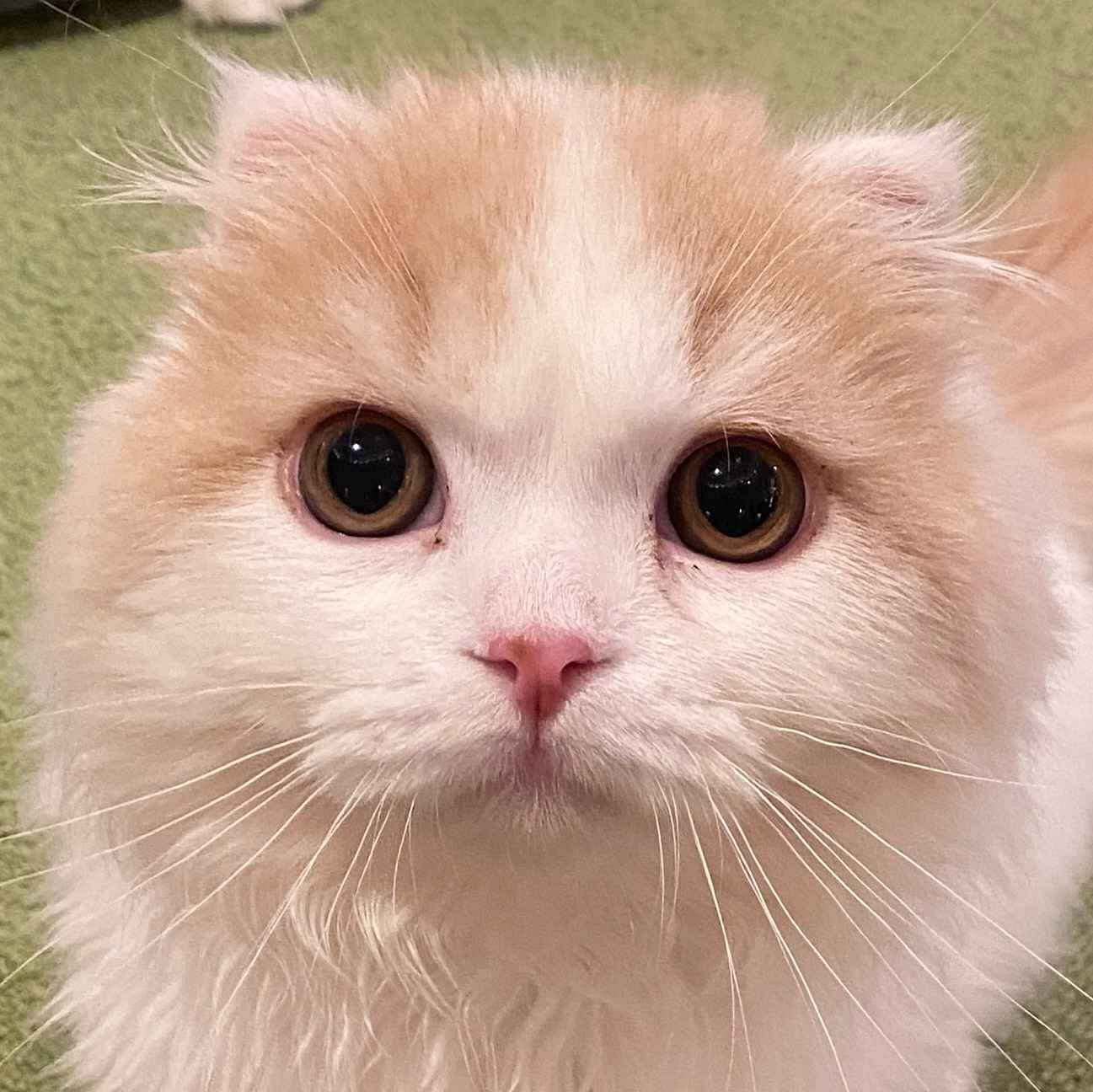ラテ丸
